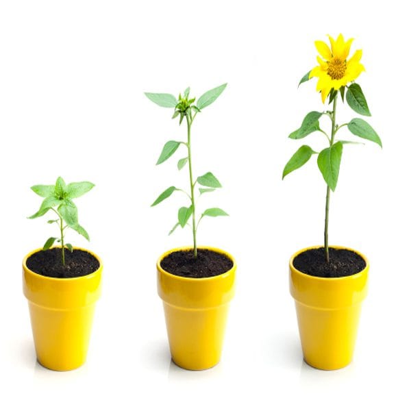 BAS Associates Business Growth